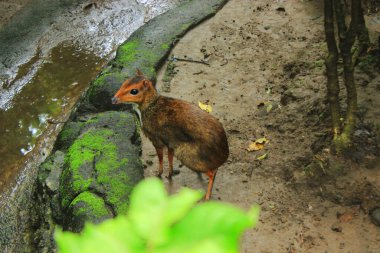 Hayvanat bahçesinde küçük bir fare geyiği (Chevrotain) kancil