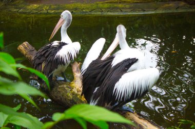The Australian pelican (Pelecanus conspicillatus) is a large waterbird in the family Pelecanidae