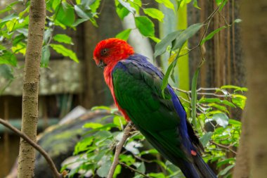 Kuş, papağan (Eclectus roratus), ağaç gövdesinde oturan burung nuri. Doğada yeşil ağaçtaki güzel papağan..