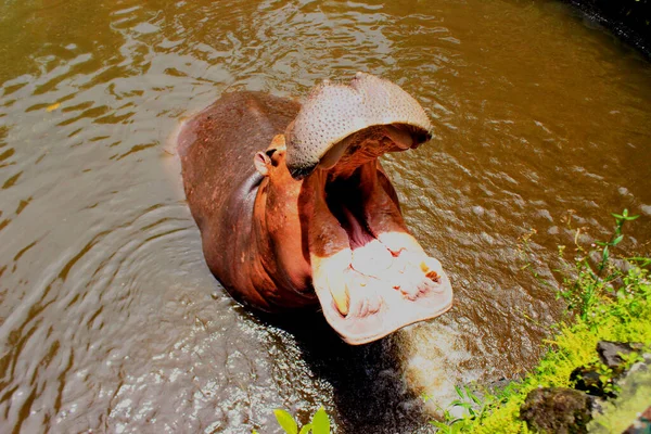 Hippopotamus Vodě Africký Hippopotamus Hippopotamus Amphibius Capensis Zvíře Vodě — Stock fotografie