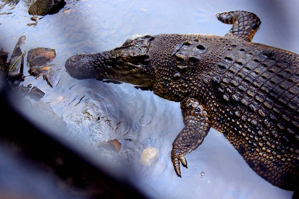 Buaya Muara Crocodile Crocodylus Porosus Saltwater Crocodile Indo Australian Crocodile — Fotografia de Stock