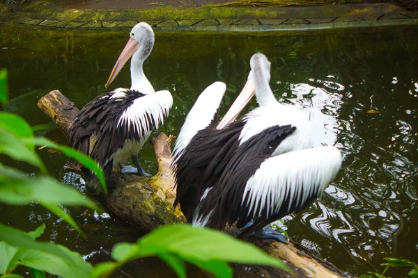Avustralya pelikanı (Pelecanus conspicillatus), Pelecanidae familyasından bir su kuşu türü.