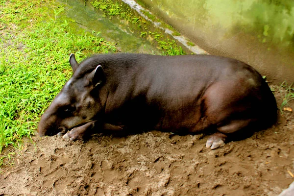 South American Tapir Also Commonly Called Brazilian Tapir Tapirus Terrestris — 图库照片