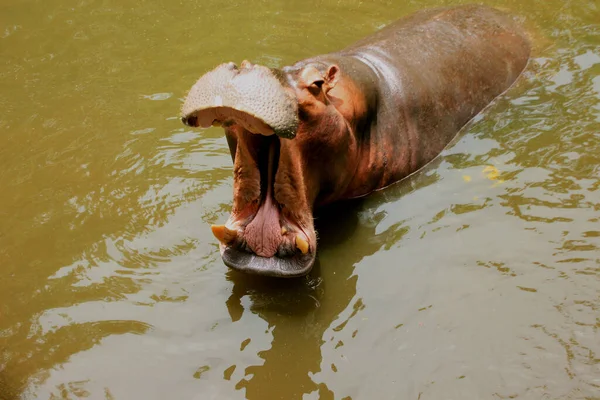 Hippopotamus Vodě Africký Hippopotamus Hippopotamus Amphibius Capensis Zvíře Vodě — Stock fotografie