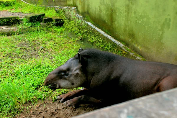South American Tapir Also Commonly Called Brazilian Tapir Tapirus Terrestris — 图库照片