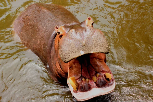 Hipopótamo Água Hipopótamo Africano Hippopotamus Amphibius Capensis Animal Água — Fotografia de Stock