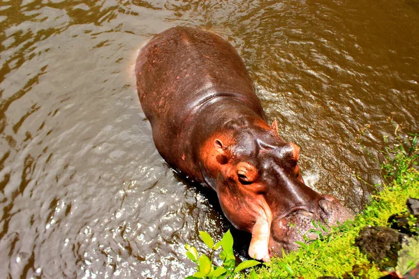 Hipopótamo Água Hipopótamo Africano Hippopotamus Amphibius Capensis Animal Água — Fotografia de Stock