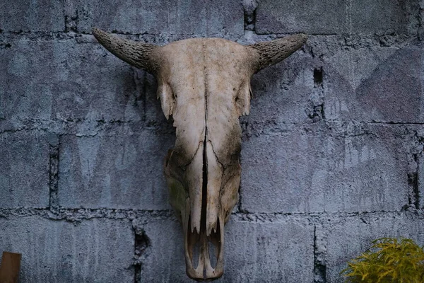 Head cow / buffalo skull with horns on white brick background