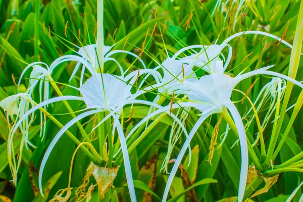 Bunga Bakung Lilies Beach Spider Lily Hymenocallis Littoralis Beach Sky — ストック写真