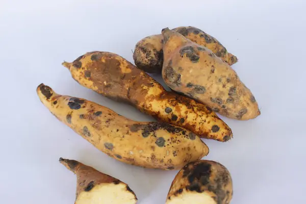 Sweet Potato Cilembu Ubi Cilembu Kultivar — Stockfoto
