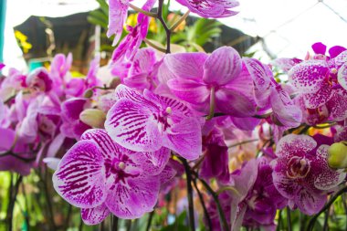 Orkide ayının egzotik çiçekleri (Phalaenopsis amabilis) çiçek açar. Aynı zamanda puspa pesona, anggrek bulan da denir.