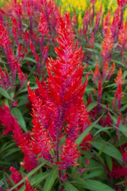 Bahçede Celosia Argentea var. doğal arkaplan