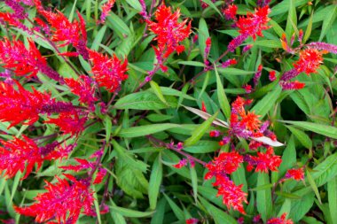 Bahçede Celosia Argentea var. doğal arkaplan