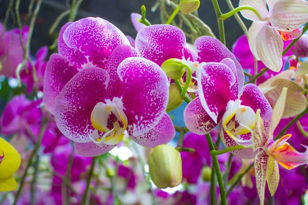 exotic flowers of the orchid moon (Phalaenopsis amabilis) bloom. also called puspa pesona, anggrek bulan