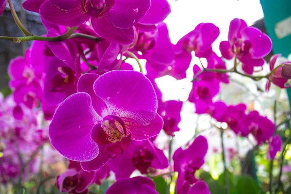 exotic flowers of the orchid moon (Phalaenopsis amabilis) bloom. also called puspa pesona, anggrek bulan