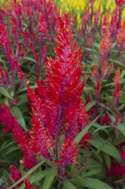 Bahçede Celosia Argentea var. doğal arkaplan