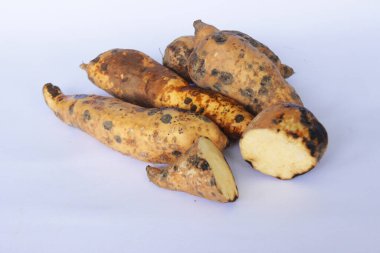 Tatlı patates cilembu, ubi cilembu kultivar,