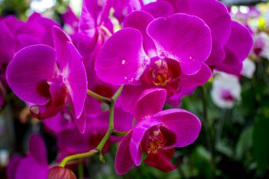 exotic flowers of the orchid moon (Phalaenopsis amabilis) bloom. also called puspa pesona, anggrek bulan