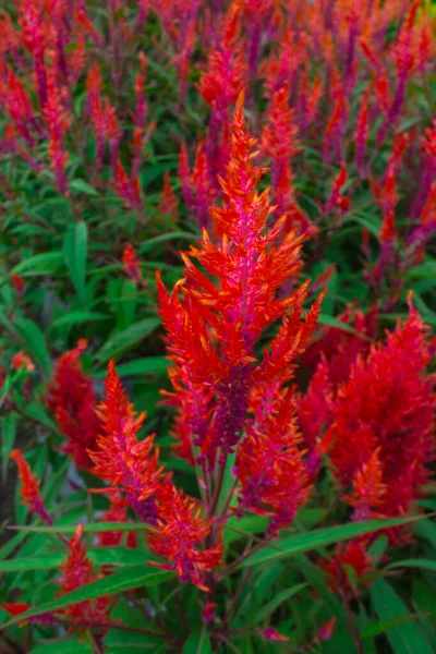 Bahçede Celosia Argentea var. doğal arkaplan