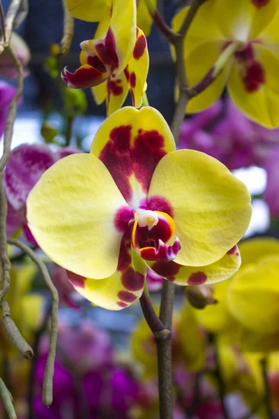 exotic flowers of the orchid moon (Phalaenopsis amabilis) bloom. also called puspa pesona, anggrek bulan