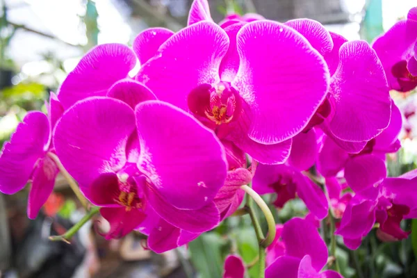 exotic flowers of the orchid moon (Phalaenopsis amabilis) bloom. also called puspa pesona, anggrek bulan