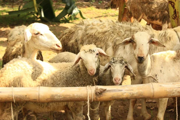 Koza Koza Jawajska Gembel Gibas Tradycyjnym Rynku Zwierzęcym — Zdjęcie stockowe
