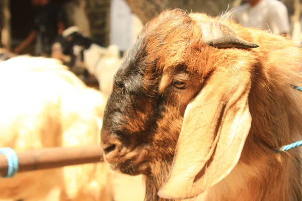 Zbliżenie Kóz Kambing Etawa Javanese Goat Traditional Animal Market Java — Zdjęcie stockowe