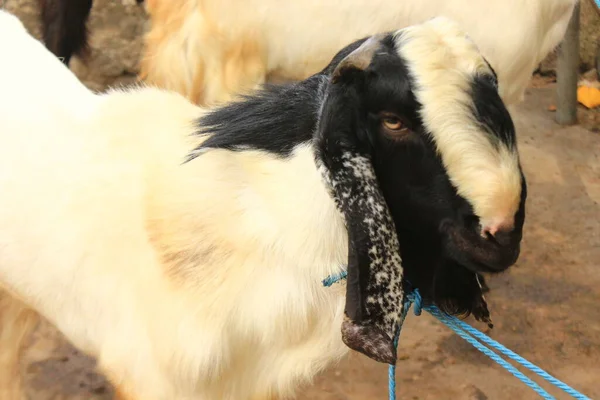 Zbliżenie Kóz Kambing Etawa Javanese Goat Traditional Animal Market Java — Zdjęcie stockowe