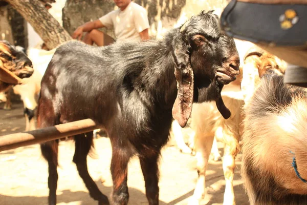 Zbliżenie Kóz Kambing Etawa Javanese Goat Traditional Animal Market Java — Zdjęcie stockowe