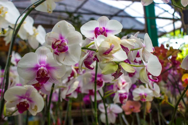 Orkide Ayının Egzotik Çiçekleri Phalaenopsis Amabilis Çiçek Açar Aynı Zamanda Stok Resim