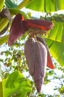 Muz çiçeği veya jantung pisang veya Musa Paradisiaca ağaçta
