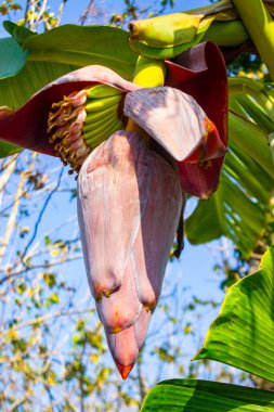 Muz çiçeği veya jantung pisang veya Musa Paradisiaca ağaçta
