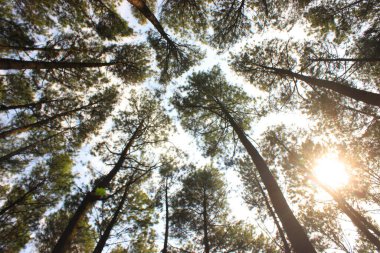 Bottom view of tall old trees in pine forest. Low angel shot of a tranquil pine forest, in morning