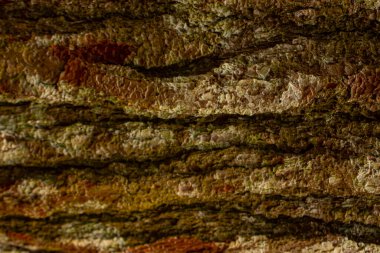 Çam ağacı kabuğu dokusu yakın. Uçak ağacı kabuğunun arka planı, ağaç kabuğu dokusu. Çam Ormanı