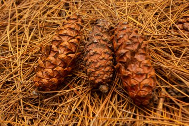 Kahverengi kozalak, ahşap zemin üzerinde çam tohumu