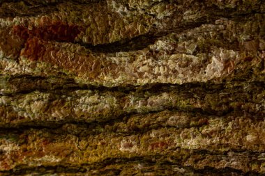 Çam ağacı kabuğu dokusu yakın. Uçak ağacı kabuğunun arka planı, ağaç kabuğu dokusu. Çam Ormanı