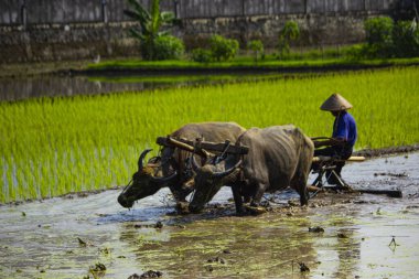 Endonezya 'da çiftçi çeltik tarlasını çift öküzle veya bufaloyla sürüyor.