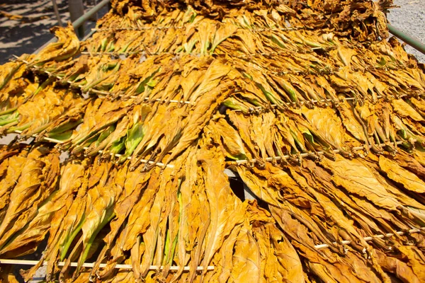 Drying traditional tobacco leaves with Hanging in a field, Indonesia. High quality dry cut tobacco big leaf.