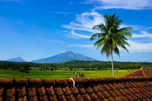 Beauty Rice Fields Mountains Salatigo Tollways Coconut Trees Blue Sky — 图库照片