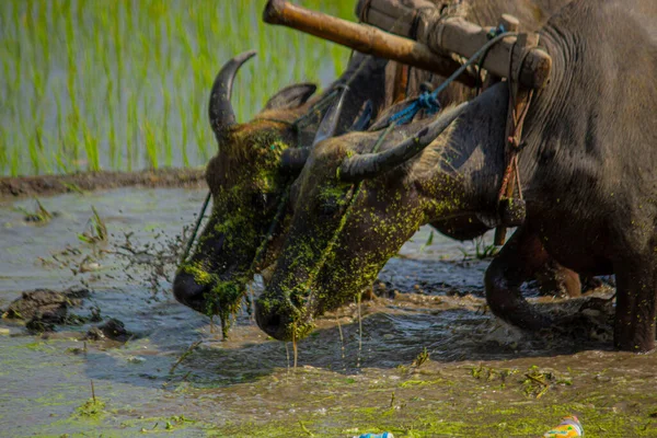 Farmář Orání Rýžové Pole Párem Volů Nebo Buvolů Indonésii — Stock fotografie