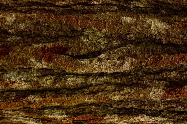 Pine Tree Bark Texture Close Background Plane Tree Bark Plane — ストック写真