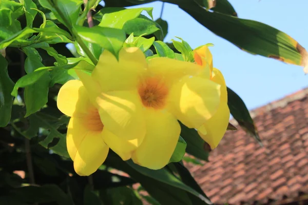 Yellow Buttercup Flower Alamanda Allamanda Flower Beautiful Yellow Flowers Bloom — Fotografia de Stock