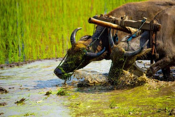 Farmer plowing paddy field with pair oxen or buffalo in Indonesia