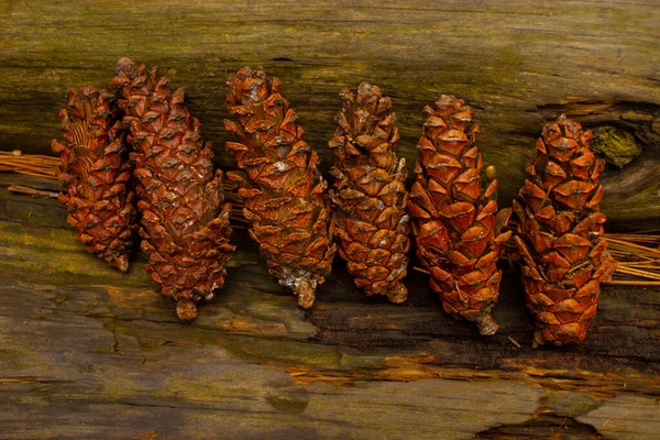 Brown Pine Cone Pine Seed Wood Background — Stock Fotó