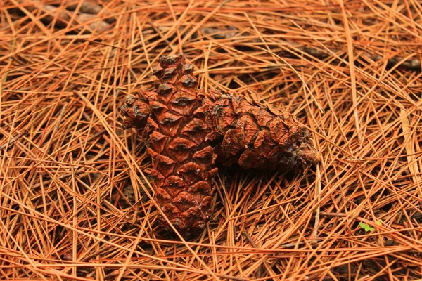 Brown Pine Cone Pine Seed Pine Forest — 스톡 사진