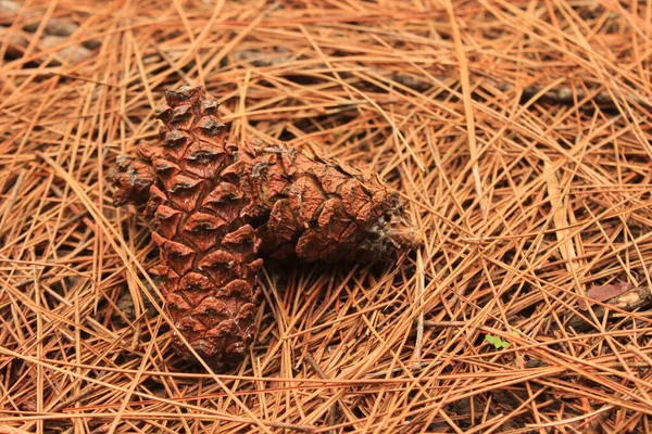 Brown Pine Cone Pine Seed Pine Forest — ストック写真