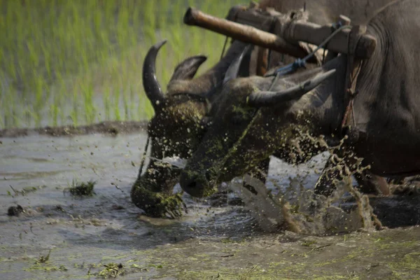 Farmer plowing paddy field with pair oxen or buffalo in Indonesia