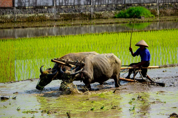 Farmer plowing paddy field with pair oxen or buffalo in Indonesia