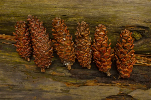 Brown Pine Cone Pine Seed Wood Background — ストック写真
