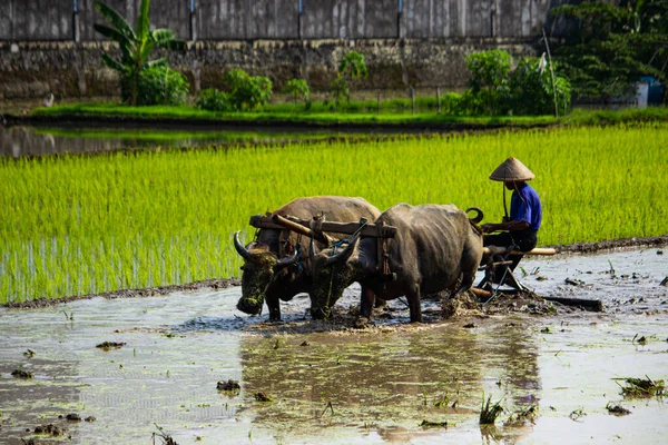 Farmer plowing paddy field with pair oxen or buffalo in Indonesia